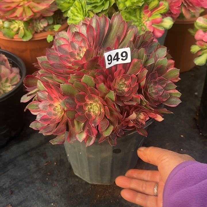 精品多肉植物0949