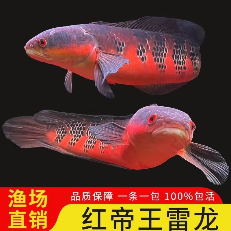 中加红帝王仙塔兰姆红魔神黑魔神大型凶猛雷龙观赏鱼