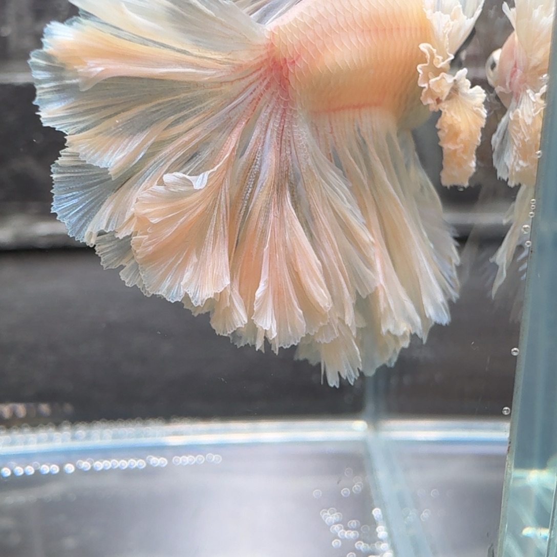 梦***鱼海水鱼28号贴印尼斗鱼