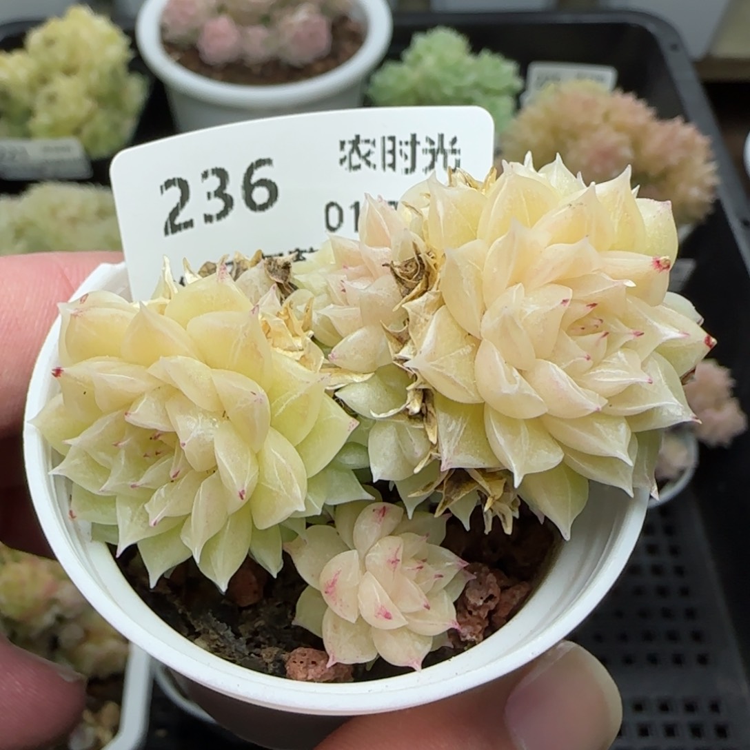 0118-236珠光麦秆