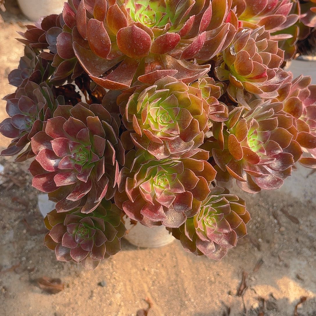 黑美人多肉植物手捧111