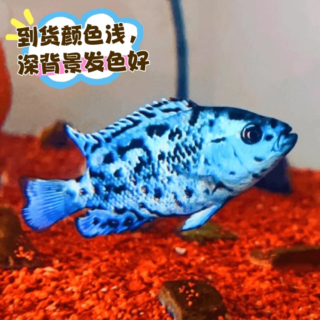 【福袋】大银河星钻一条（福袋不承担运输损耗不包全品，悉知）