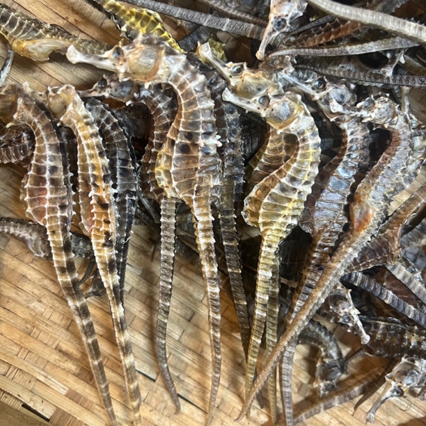 1-2克一只海小马马鱼干·大海干货