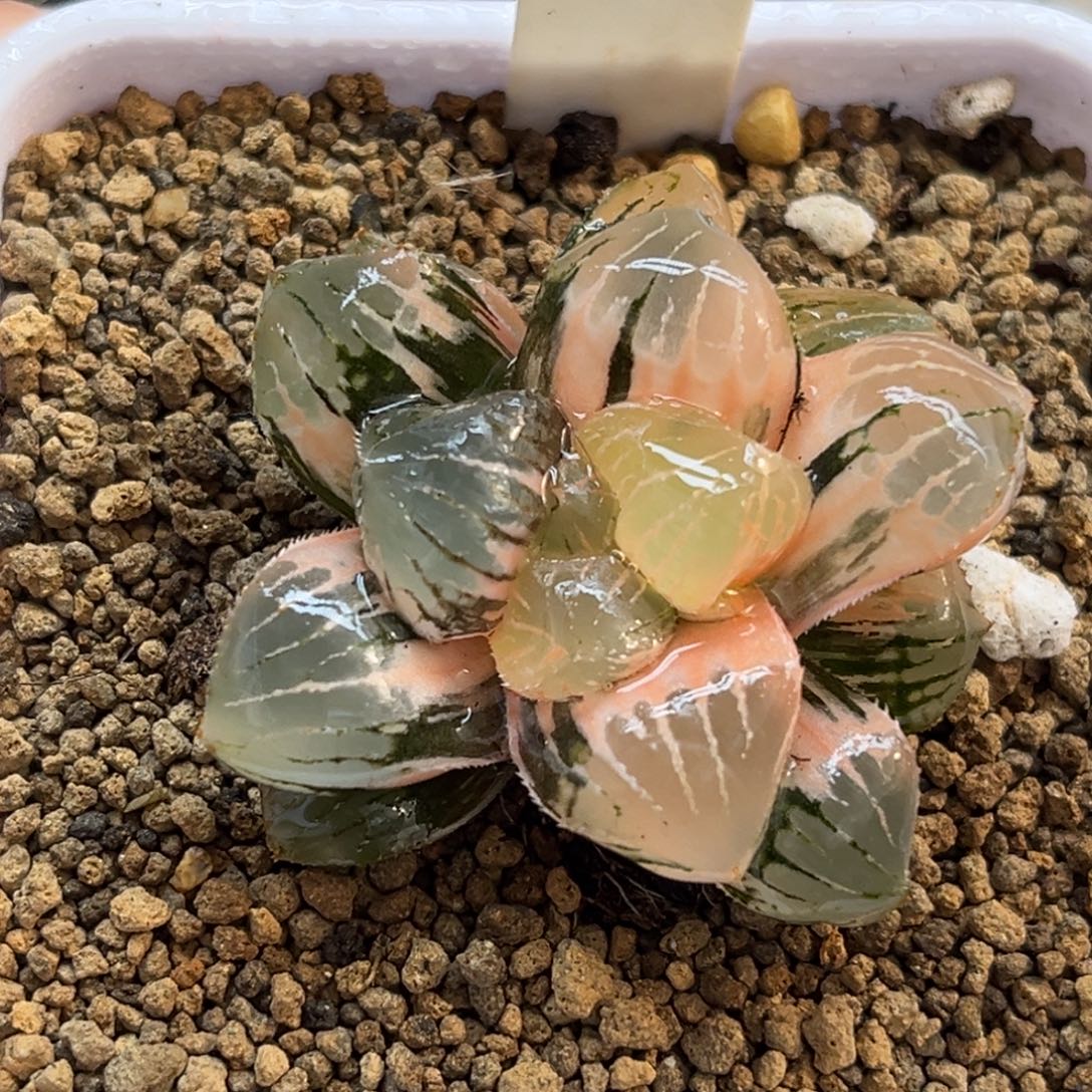 570糯玉露锦福利专场