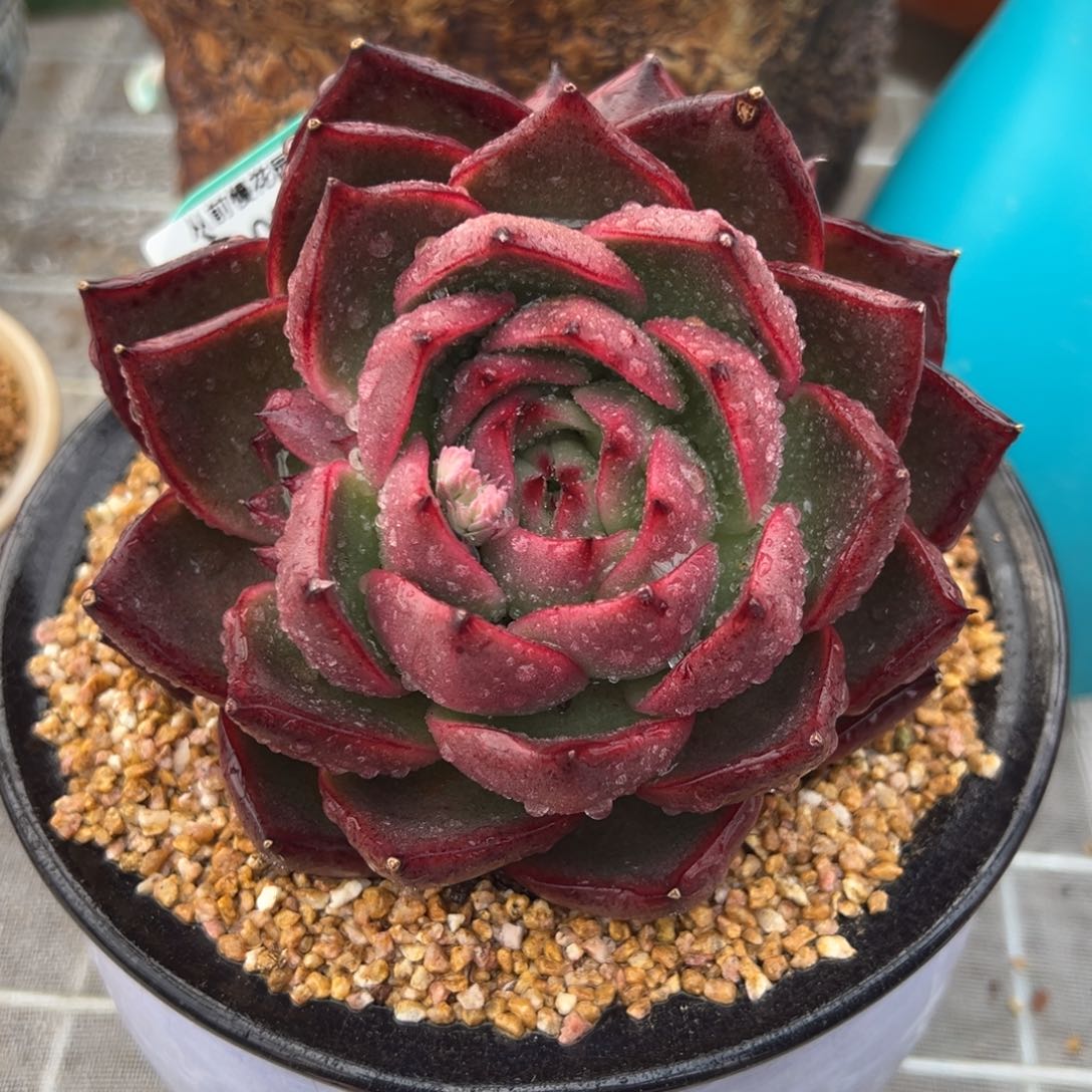 从前慢多肉精选编号0209.106