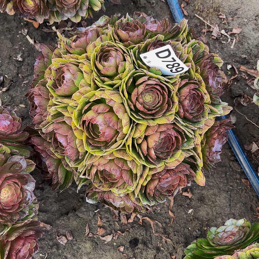 万拉丝14–31包邮法师