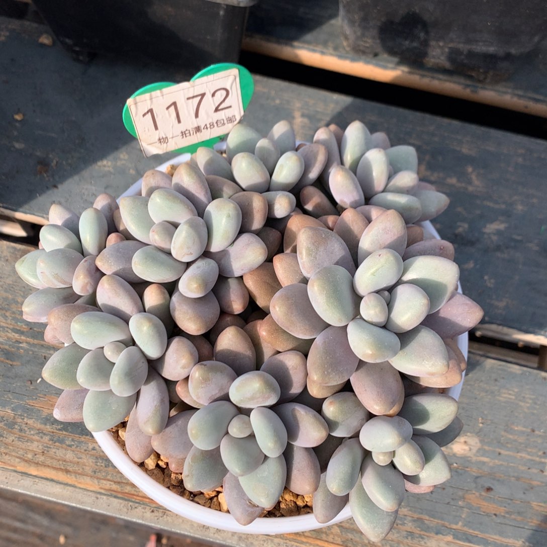 蜜多丽无砍平头1172