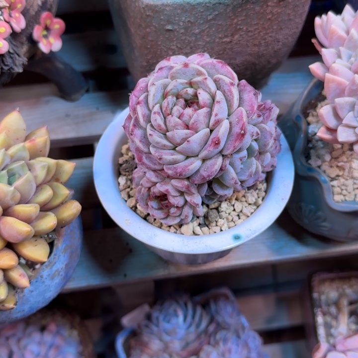 天鹅绒手捧chutaitai