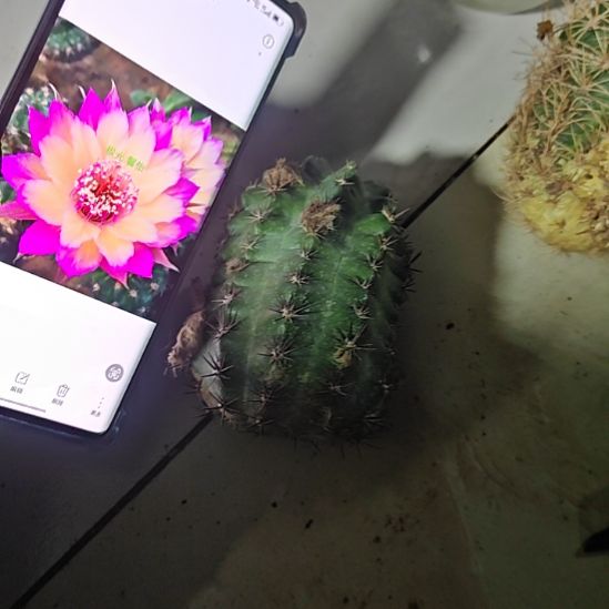 丽花极光侧芽7厘米多福