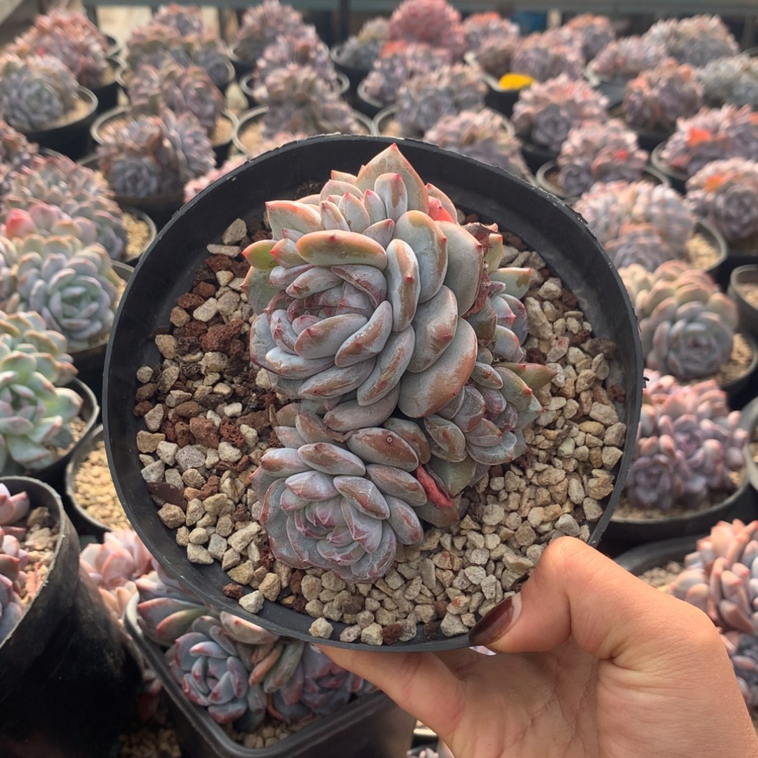 石榴籽绿底花花花花