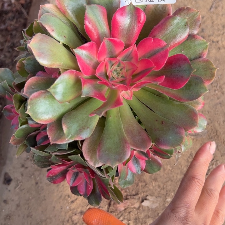 过***云9439香妃多肉植物法师