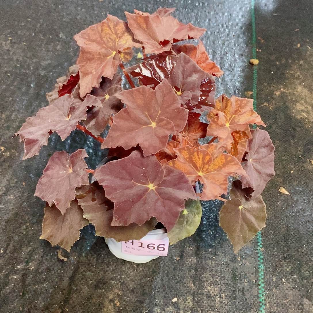 不开花植物朱*秋海棠166