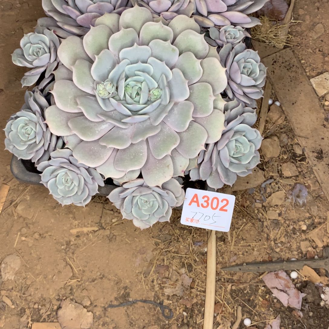 有***尾露娜群生多肉植物