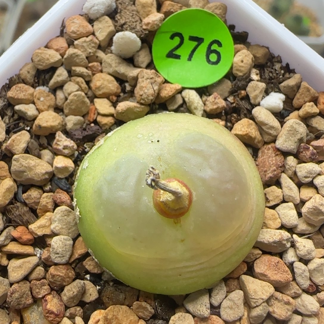 拉登2+多肉植物276