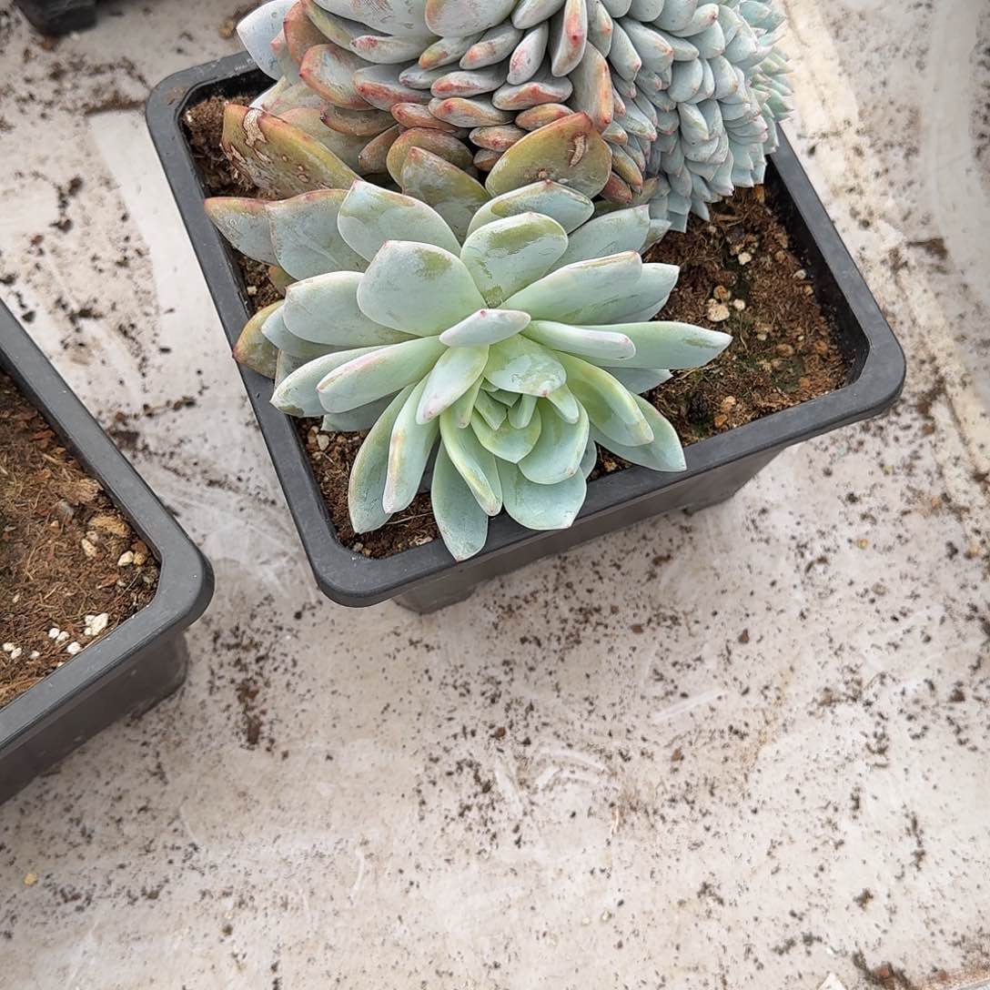 22 号橙子缀化多肉植物 pppp