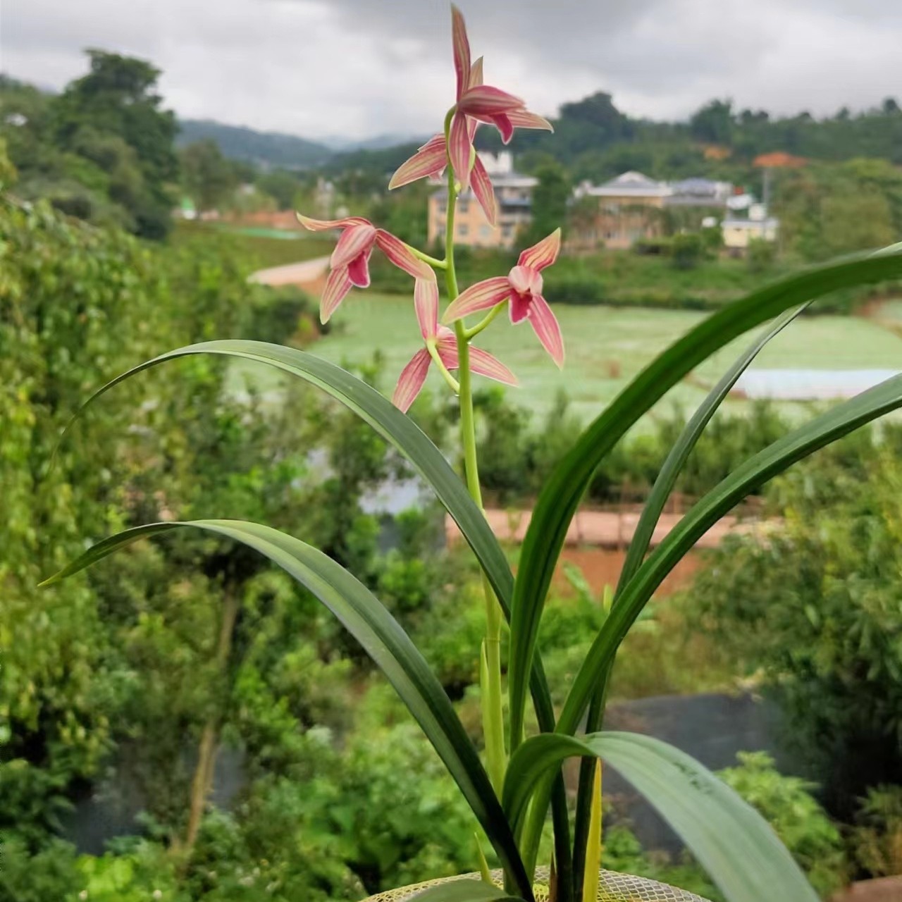 秋榜复色花红舌一物一拍