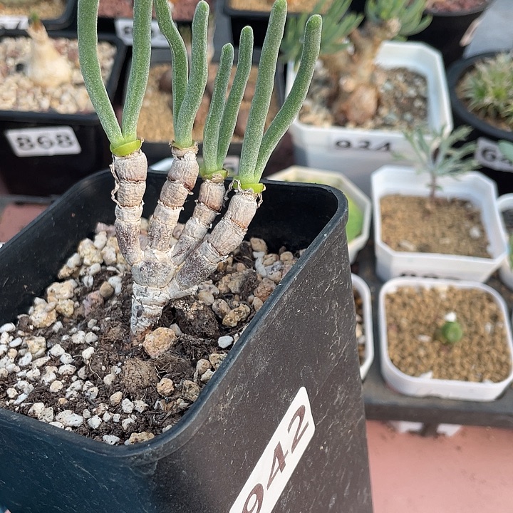 942碧光环兔子老桩