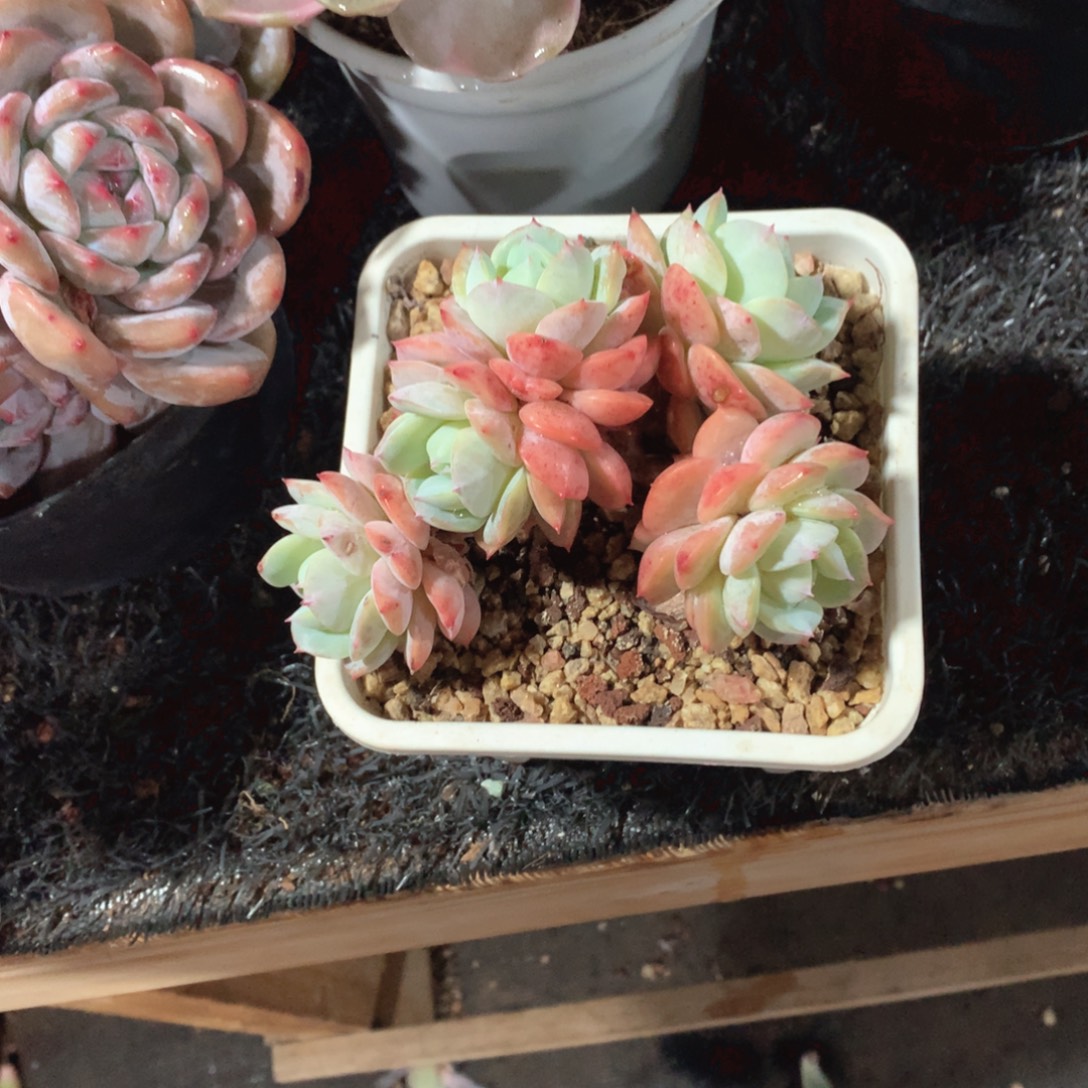 多肉植物恋曲朵朵缀