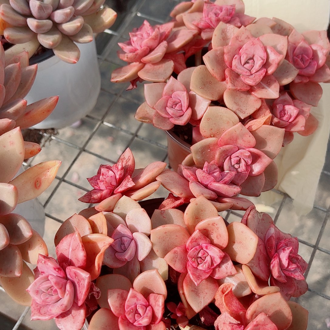 琉璃盏多头群生老桩特价