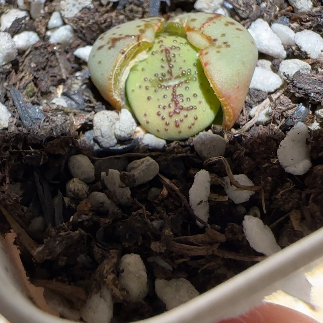肉锥多肉植物百科-火龙果安贞668