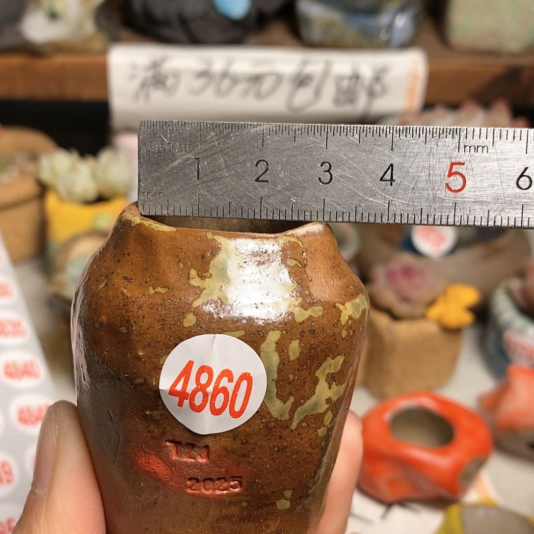 红陶拍5送一个小