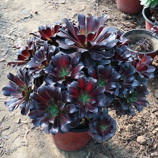 *****花纳法师00000000013
