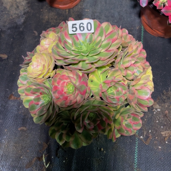 石*鱼560老庄多肉法师雨荷