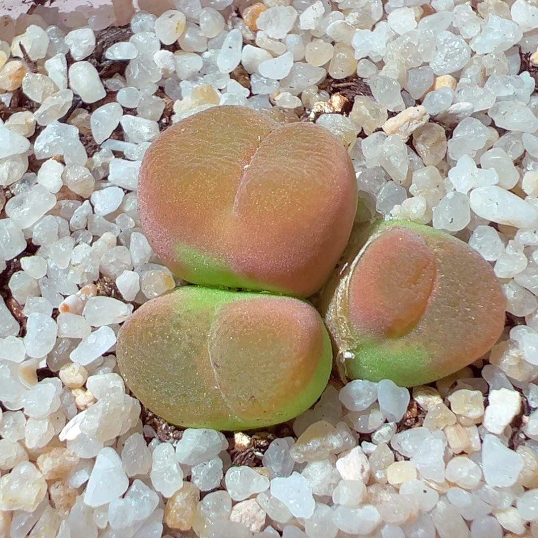 414-267多肉毛毛2.1cm