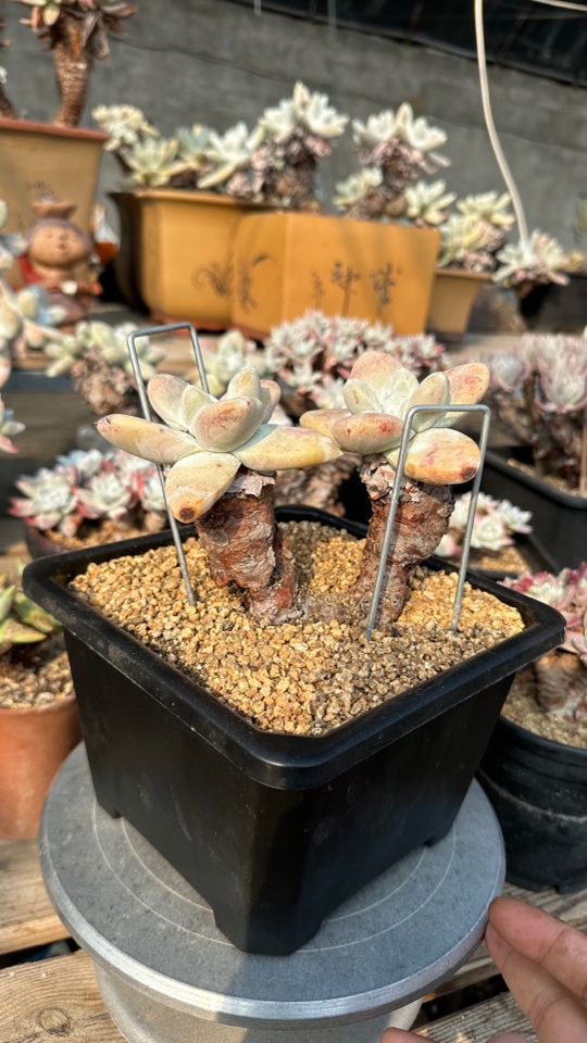 野生拇指帕奇飞图仙女杯