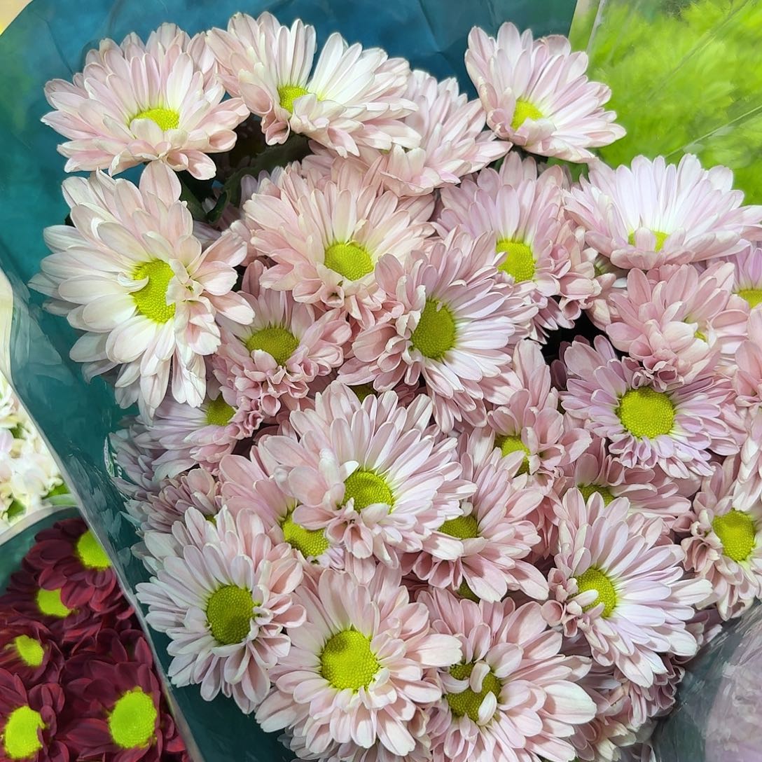 海南 花努力 粉盈盈