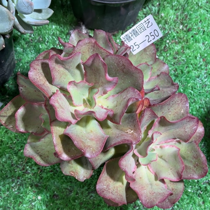 25-250原始初吻多肉植物