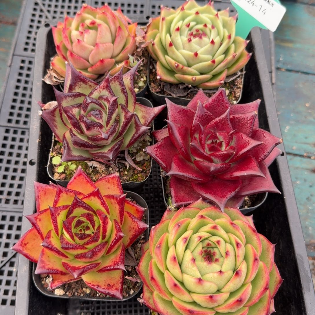 从前慢多肉精选编号1124.14