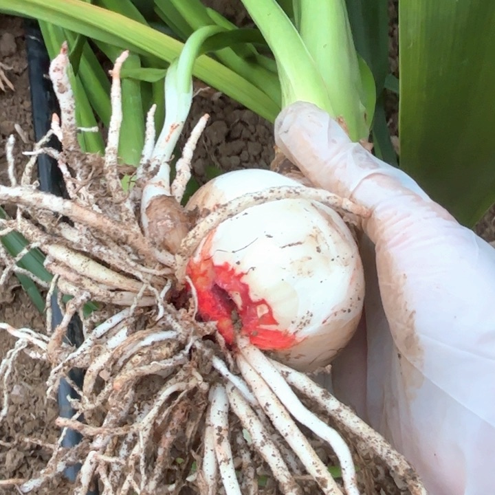 无花朵黄金甲包对版球有伤不包养护