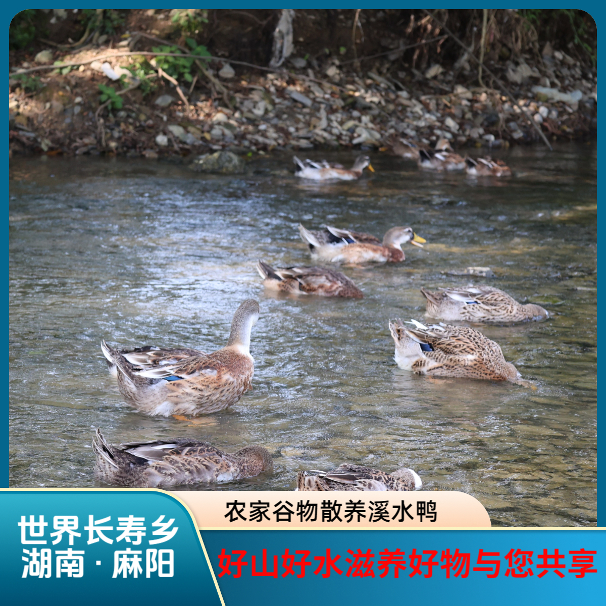 【寿乡土鸭】代售世界长寿乡农家散养五谷杂粮土鸭