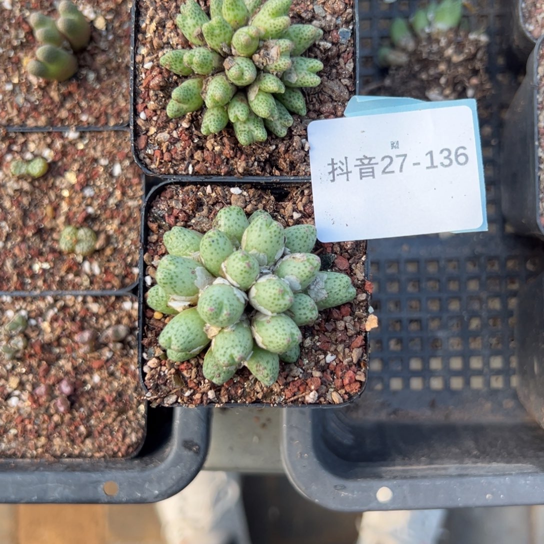 有***º27-136肉锥多肉植物，