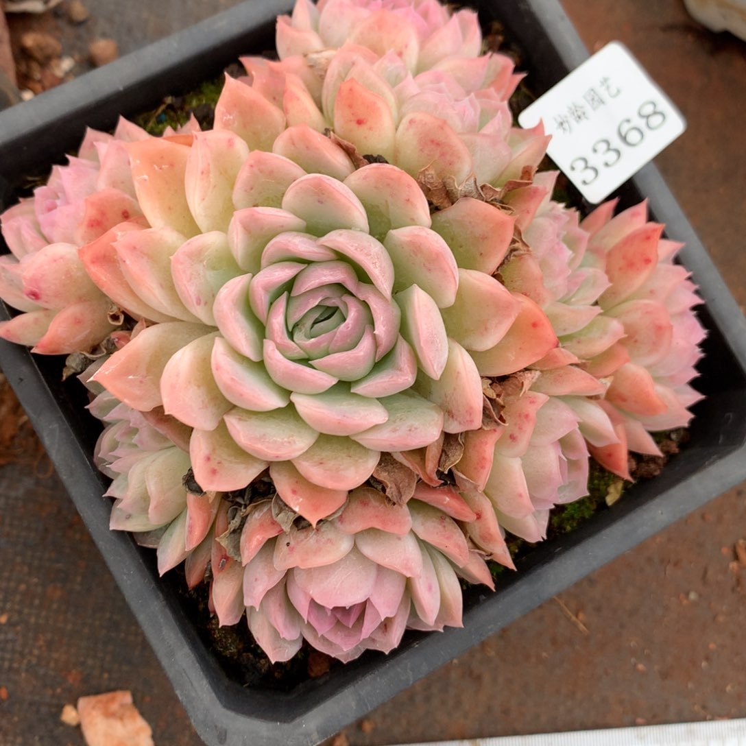 3368杂交多肉植物