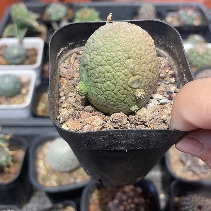 实生灵缇玉仙人球