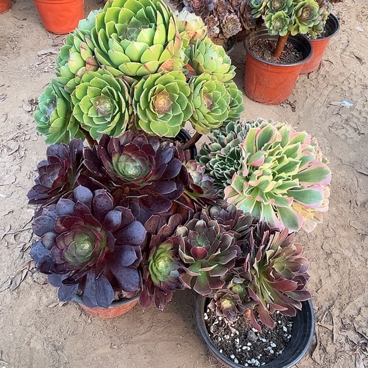 919多肉植物组合，瑕疵特价，