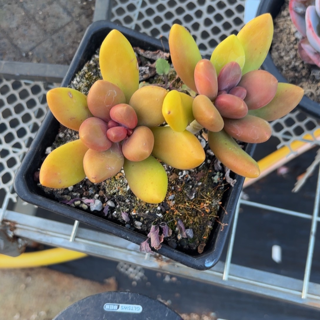 小***C不哈哈好吧宝贝好呢男男女女