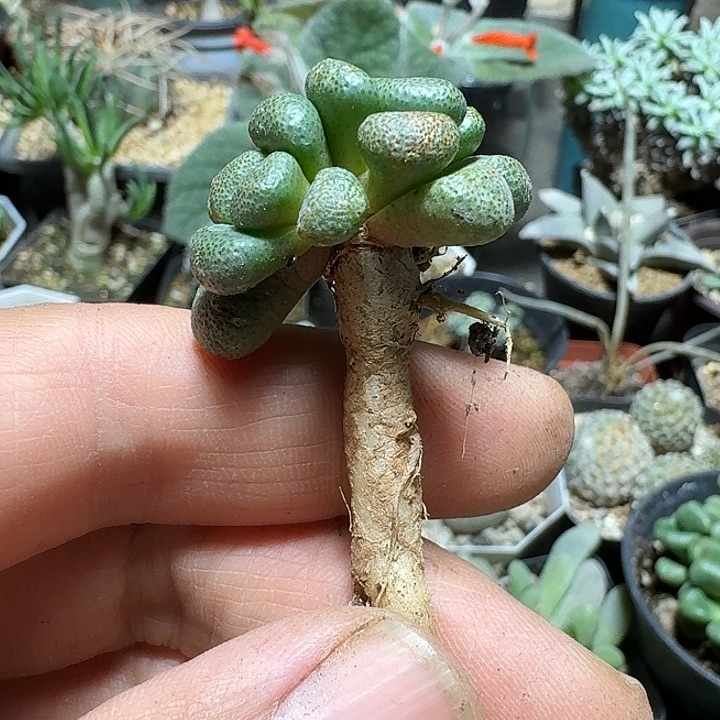 203唐扇实生脱土发货