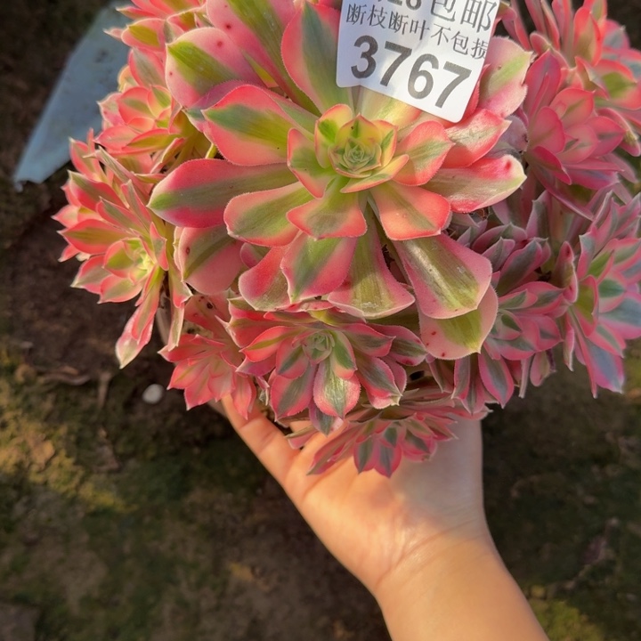 3767女巫不包断枝