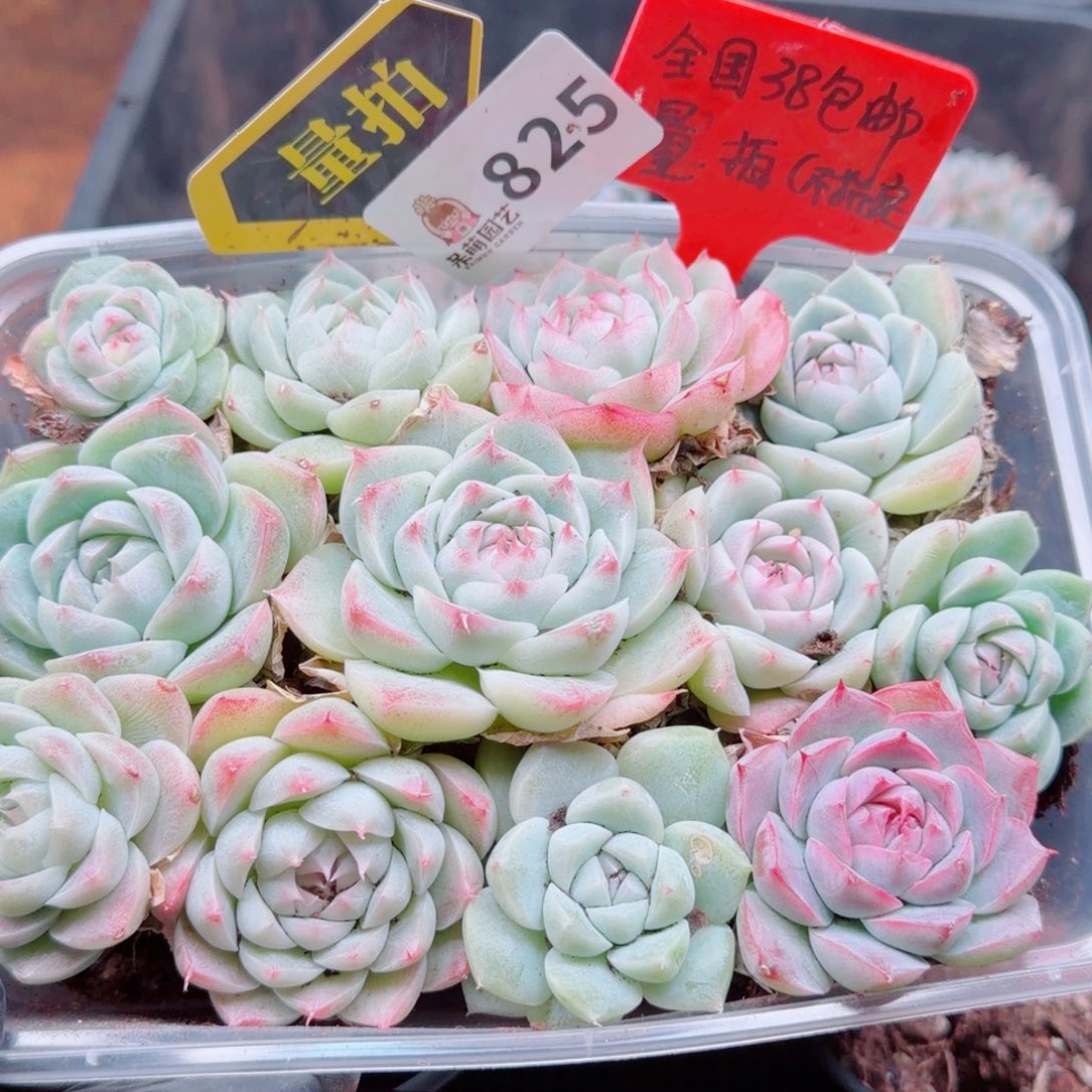 多肉植物多肉植物