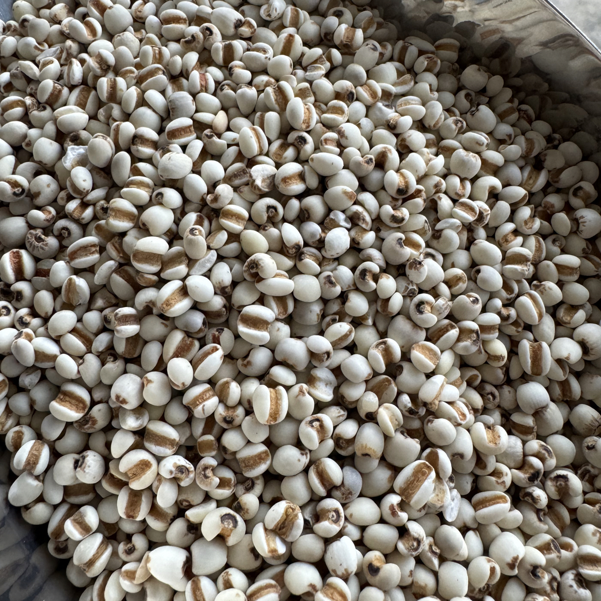 今年新薏米仁小粒