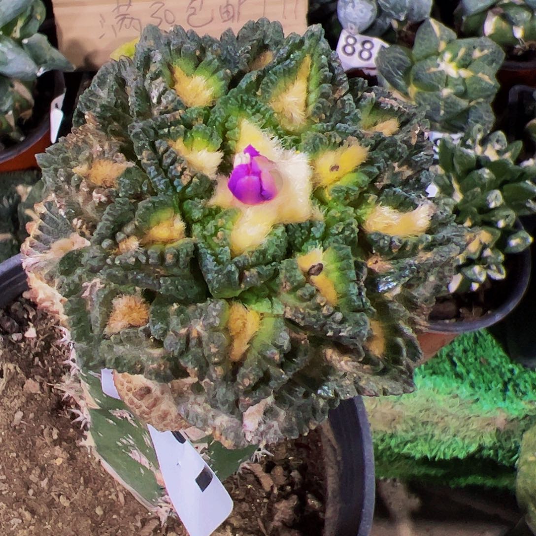 无花朵辛顿牡丹有锈斑251