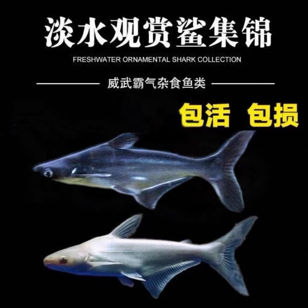 蓝鲨观赏鱼淡水热带鱼群游清洁鱼大型鱼龙鱼配鱼