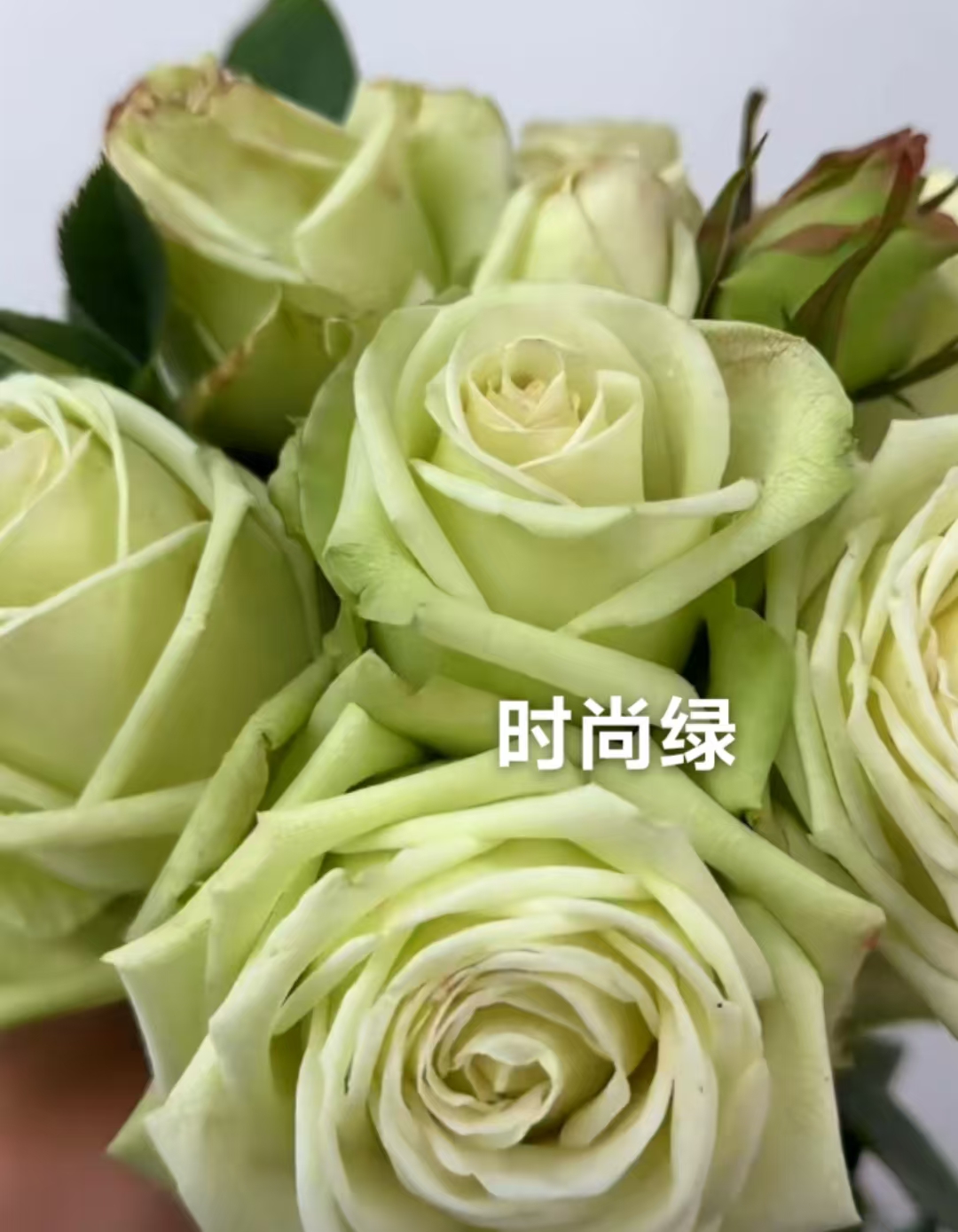 时尚绿中苗浓香月季