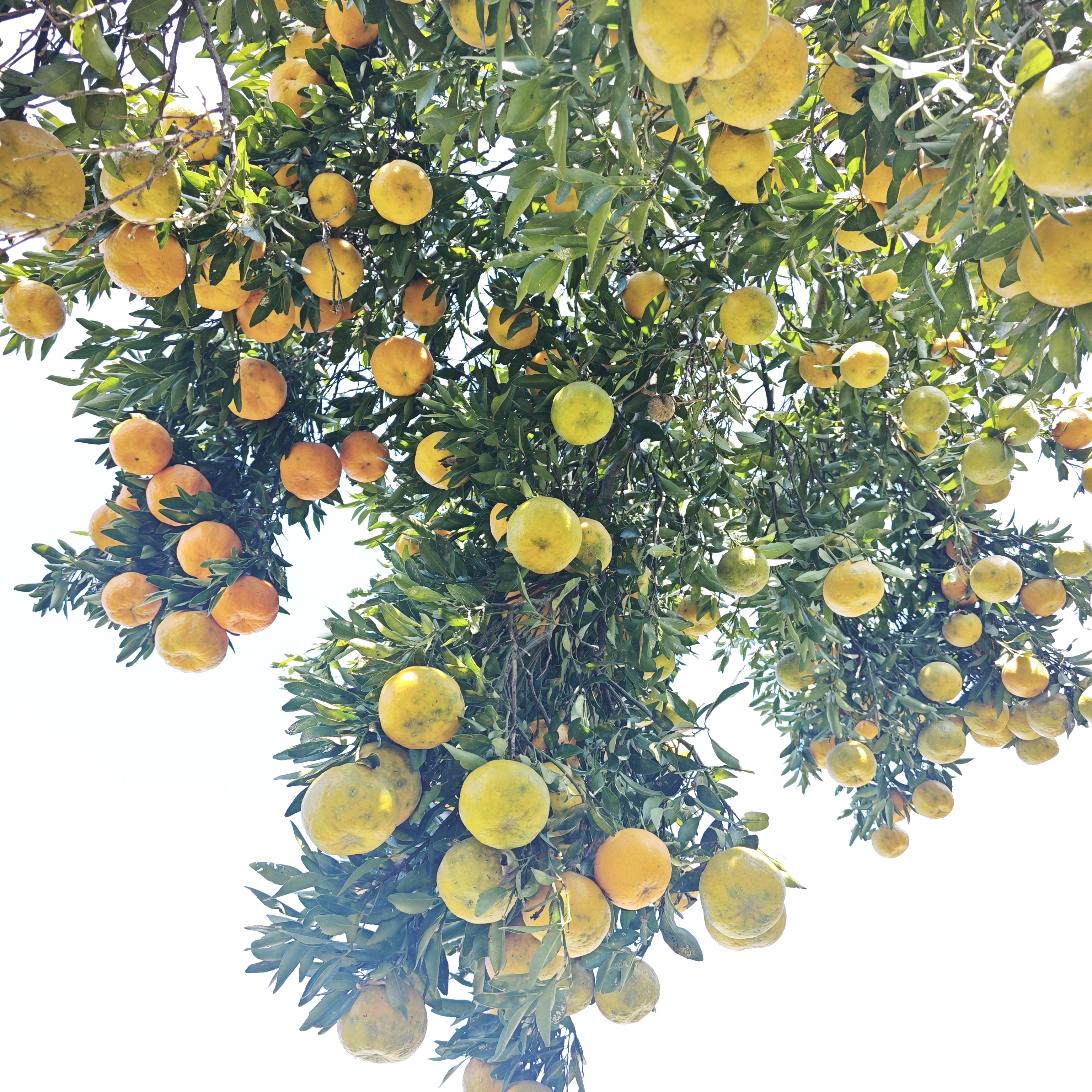 贵州老品种现摘新鲜橘子应季水果香甜可口蜜橘果园现发酸甜多汁