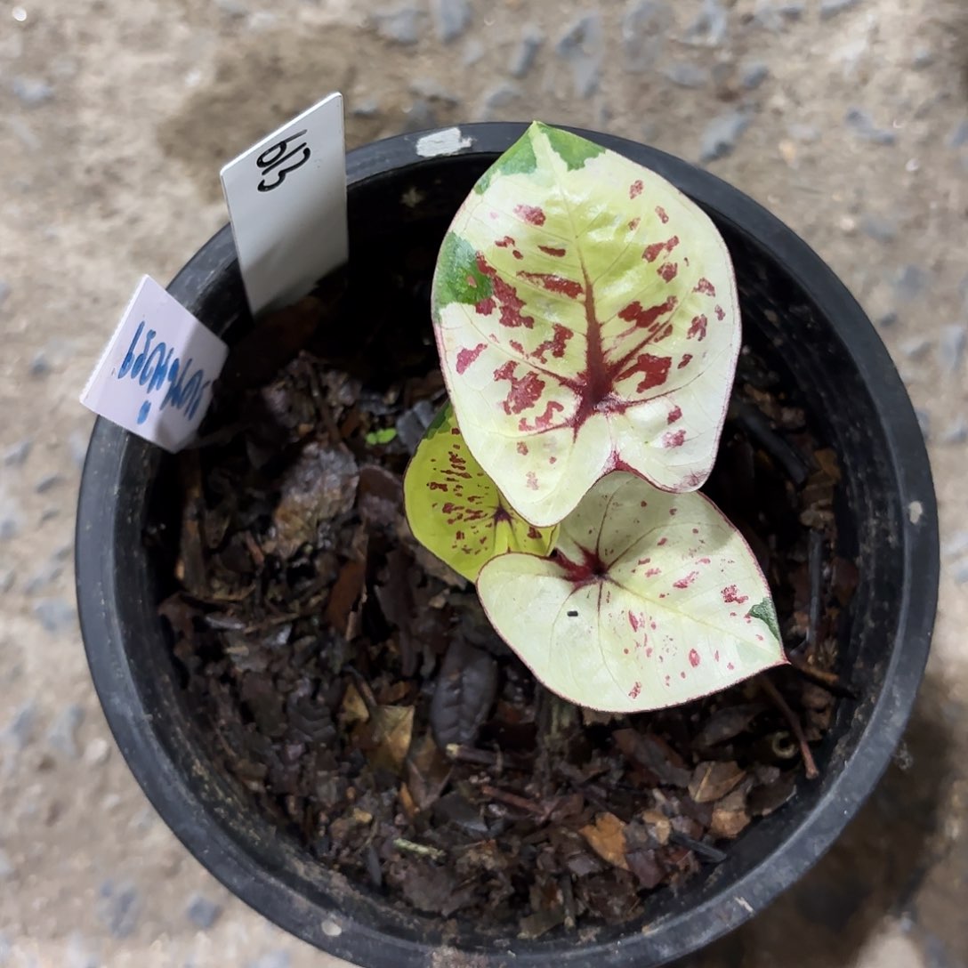 放****包613-0125彩叶芋泰国发货