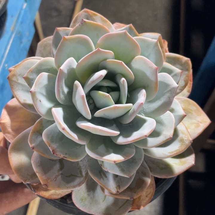 18cm单头韩版奶茶粗腿