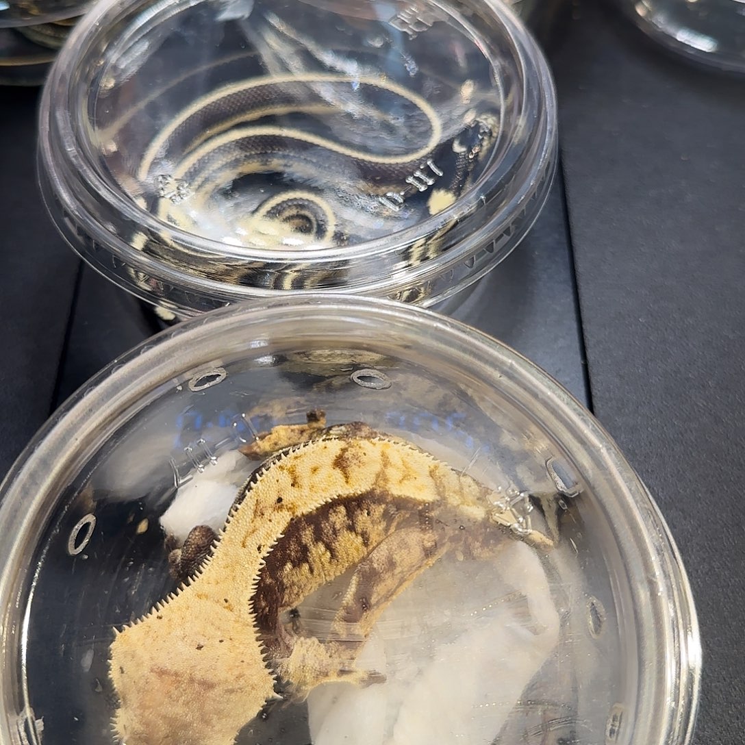 睫角守宫加州直线00002